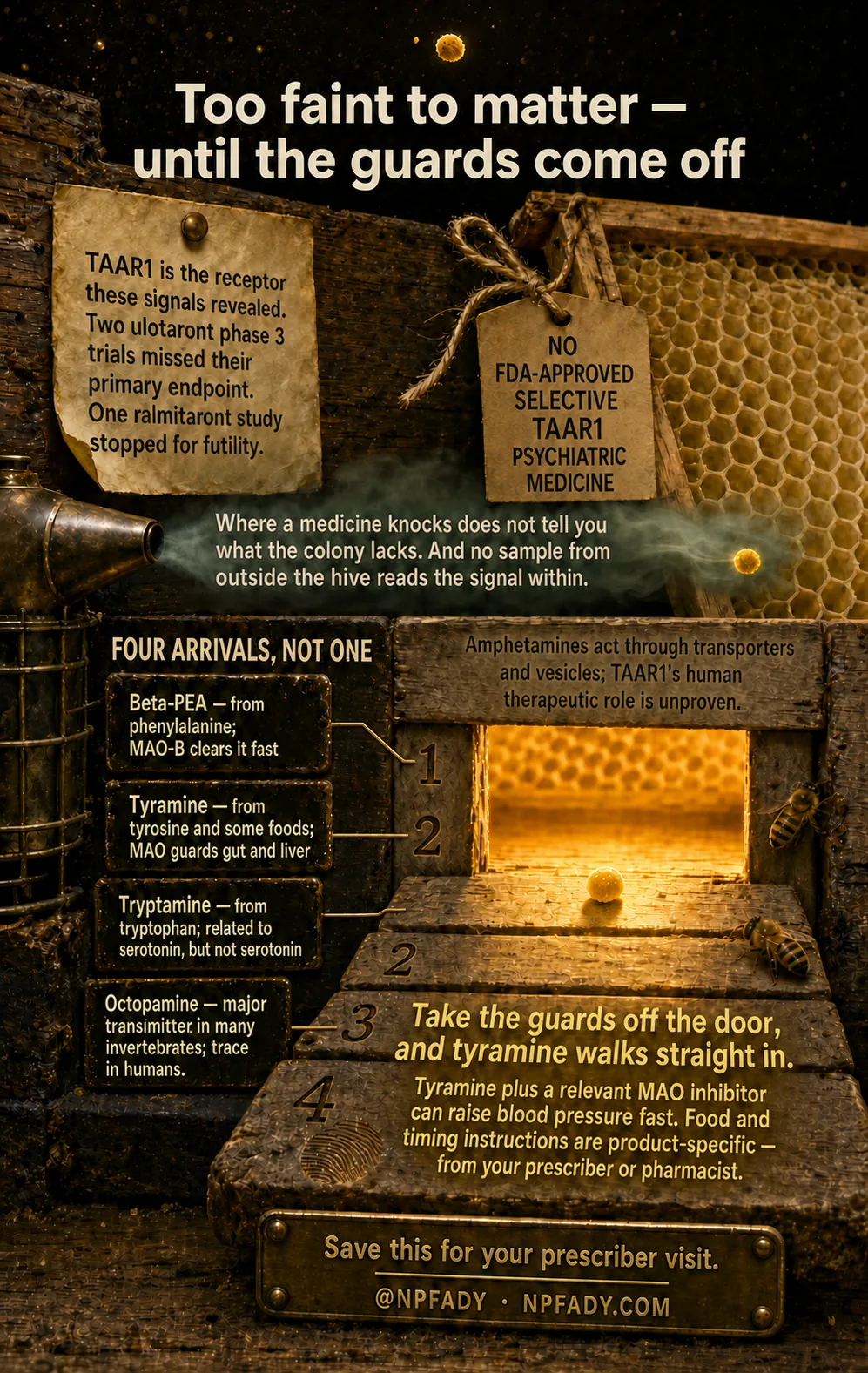 Infographic drawn as a beehive entrance in warm light, with a smoker, honeycomb, a paper tag, and four numbered steps leading to the open doorway where a golden ball rolls in past two bees. Text reads: Too faint to matter, until the guards come off. TAAR1 is the receptor these signals revealed. Two ulotaront phase 3 trials missed their primary endpoint. One ralmitaront study stopped for futility. A tag reads: no FDA-approved selective TAAR1 psychiatric medicine. Where a medicine knocks does not tell you what the colony lacks. And no sample from outside the hive reads the signal within. A panel titled Four arrivals, not one reads: beta-PEA, from phenylalanine; MAO-B clears it fast. Tyramine, from tyrosine and some foods; MAO guards gut and liver. Tryptamine, from tryptophan; related to serotonin, but not serotonin. Octopamine, major transmitter in many invertebrates; trace in humans. Text over the doorway reads: amphetamines act through transporters and vesicles; TAAR1's human therapeutic role is unproven. Large text reads: Take the guards off the door, and tyramine walks straight in. Tyramine plus a relevant MAO inhibitor can raise blood pressure fast. Food and timing instructions are product-specific, from your prescriber or pharmacist. The base reads: save this for your prescriber visit, at NPFADY, NPFADY.com.