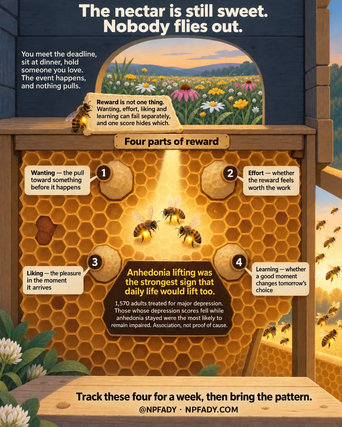 Infographic titled The nectar is still sweet. Nobody flies out. The scene is the inside of a wooden beehive looking out through an arched opening onto a sunlit wildflower meadow, with golden honeycomb, four numbered wax caps, three glowing bees in the center, more bees outside, and clover in the foreground. Text at the upper left reads: You meet the deadline, sit at dinner, hold someone you love. The event happens, and nothing pulls. A wax tag reads: Reward is not one thing. Wanting, effort, liking and learning can fail separately, and one score hides which. A sign headed Four parts of reward labels the four caps. One: Wanting, the pull toward something before it happens. Two: Effort, whether the reward feels worth the work. Three: Liking, the pleasure in the moment it arrives. Four: Learning, whether a good moment changes tomorrow's choice. A dark hexagon in the comb reads: Anhedonia lifting was the strongest sign that daily life would lift too. 1,570 adults treated for major depression. Those whose depression scores fell while anhedonia stayed were the most likely to remain impaired. Association, not proof of cause. Text on the bottom board reads: Track these four for a week, then bring the pattern. @NPFADY, NPFADY.COM.