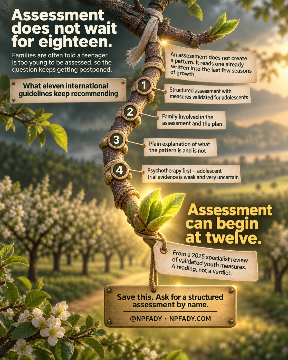 Infographic titled Assessment does not wait for eighteen. The scene is a young fruit tree branch tied to a stake in a blossoming orchard at golden hour, with four numbered tags along the branch and a leaf bud at its tip. Text under the title reads: Families are often told a teenager is too young to be assessed, so the question keeps getting postponed. A tag reads: An assessment does not create a pattern. It reads one already written into the last few seasons of growth. A sign reads: What eleven international guidelines keep recommending. Four numbered tags read: One, Structured assessment with measures validated for adolescents. Two, Family involved in the assessment and the plan. Three, Plain explanation of what the pattern is and is not. Four, Psychotherapy first, adolescent trial evidence is weak and very uncertain. Large text reads: Assessment can begin at twelve. A hanging tag reads: From a 2025 specialist review of validated youth measures. A reading, not a verdict. A brass plate reads: Save this. Ask for a structured assessment by name. At NPFADY, NPFADY.COM.