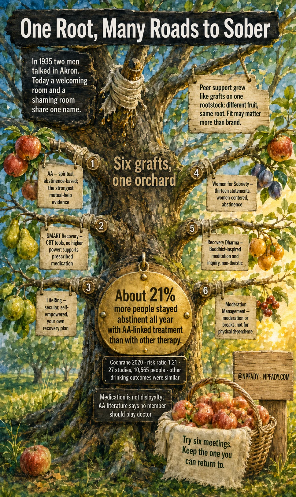 Infographic titled One Root, Many Roads to Sober, painted as a grafted orchard tree in watercolor. A bark plate reads: In 1935 two men talked in Akron. Today a welcoming room and a shaming room share one name. A label reads: Peer support grew like grafts on one rootstock: different fruit, same root. Fit may matter more than brand. Under the heading Six grafts, one orchard, six numbered labels read. One: AA, spiritual, abstinence-based; the strongest mutual-help evidence. Two: SMART Recovery, CBT tools, no higher power; supports prescribed medication. Three: LifeRing, secular, self-empowered, your own recovery plan. Four: Women for Sobriety, thirteen statements, women-centered, abstinence. Five: Recovery Dharma, Buddhist-inspired meditation and inquiry, non-theistic. Six: Moderation Management, moderation or breaks; not for physical dependence. A brass tag reads: About 21% more people stayed abstinent all year with AA-linked treatment than with other therapy. Cochrane 2020, risk ratio 1.21, 27 studies, 10,565 people; other drinking outcomes were similar. A plate reads: Medication is not disloyalty; AA literature says no member should play doctor. A basket cloth reads: Try six meetings. Keep the one you can return to. A stake reads: at NPFADY, NPFADY.com.